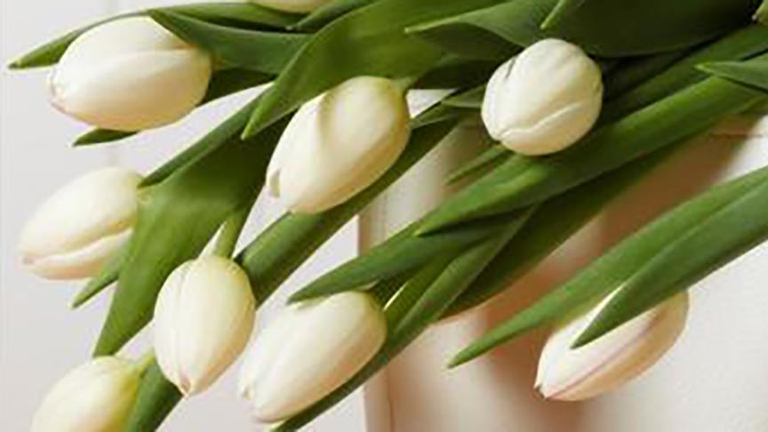 Buketten tulpaner 1170x488