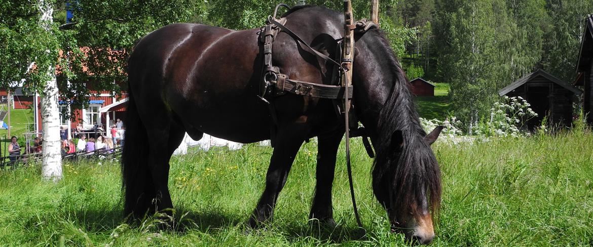 Häst med gammeldags brukssele