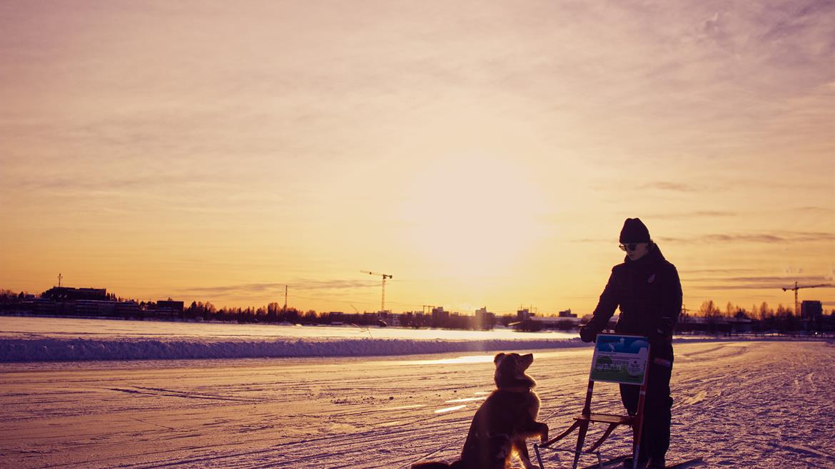 A kicksled tour with the dog at Piteå Ice arena
