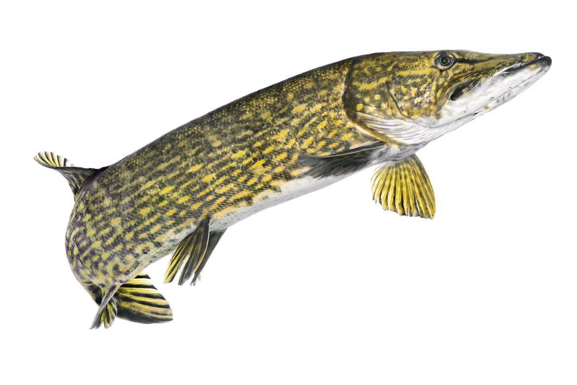 Gädda