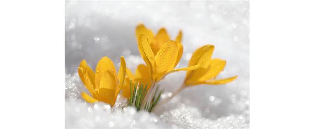 Gula blommor sticker upp genom snön