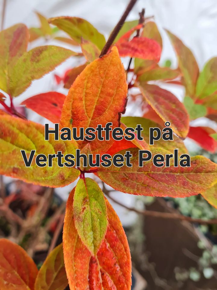 Haustfest på Perla med live musikk