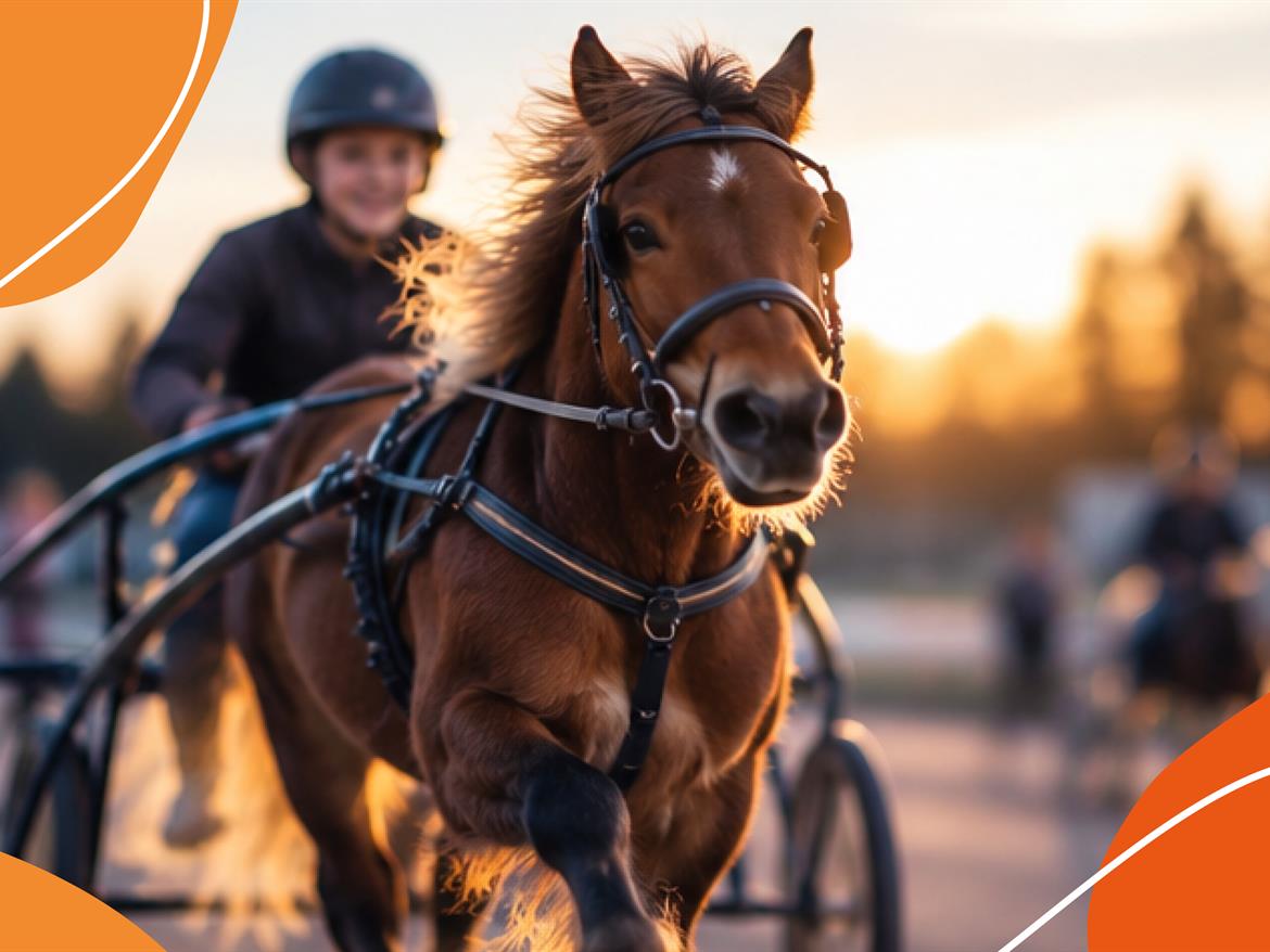 Prova-på ponnytrav med Norrbottens Travsällskap.
