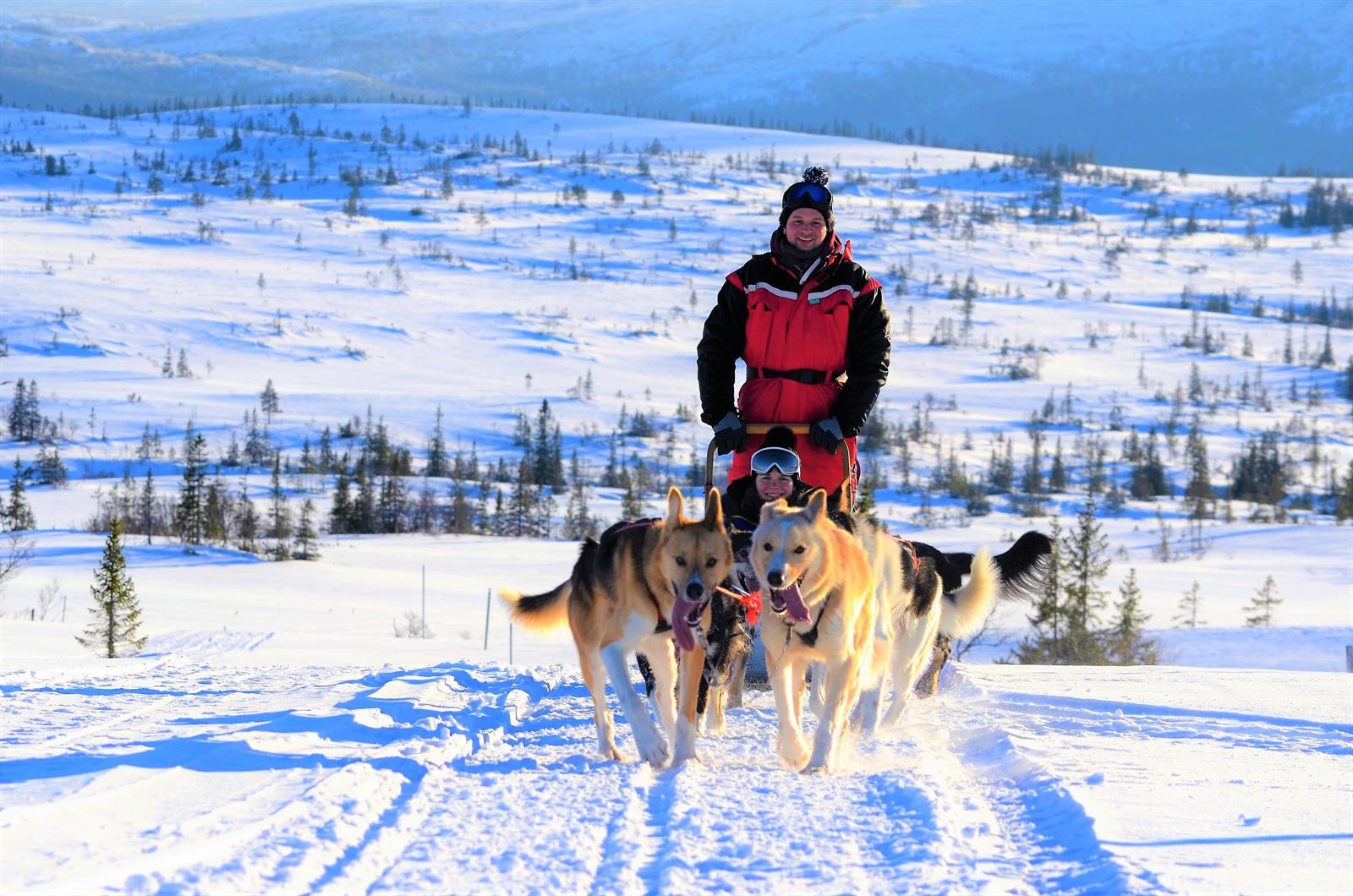 Heldagstur hundekjøring med Norway Husky Adventure