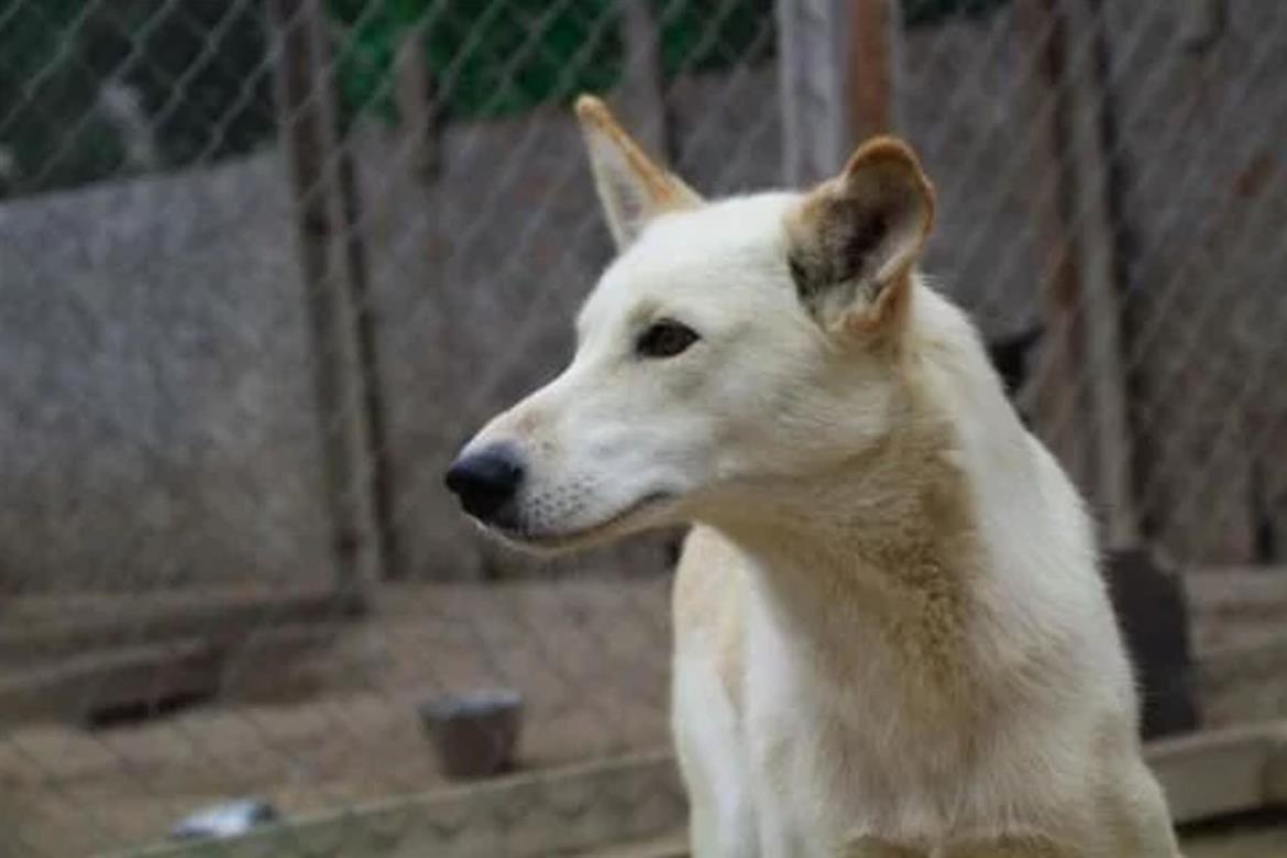 Husky