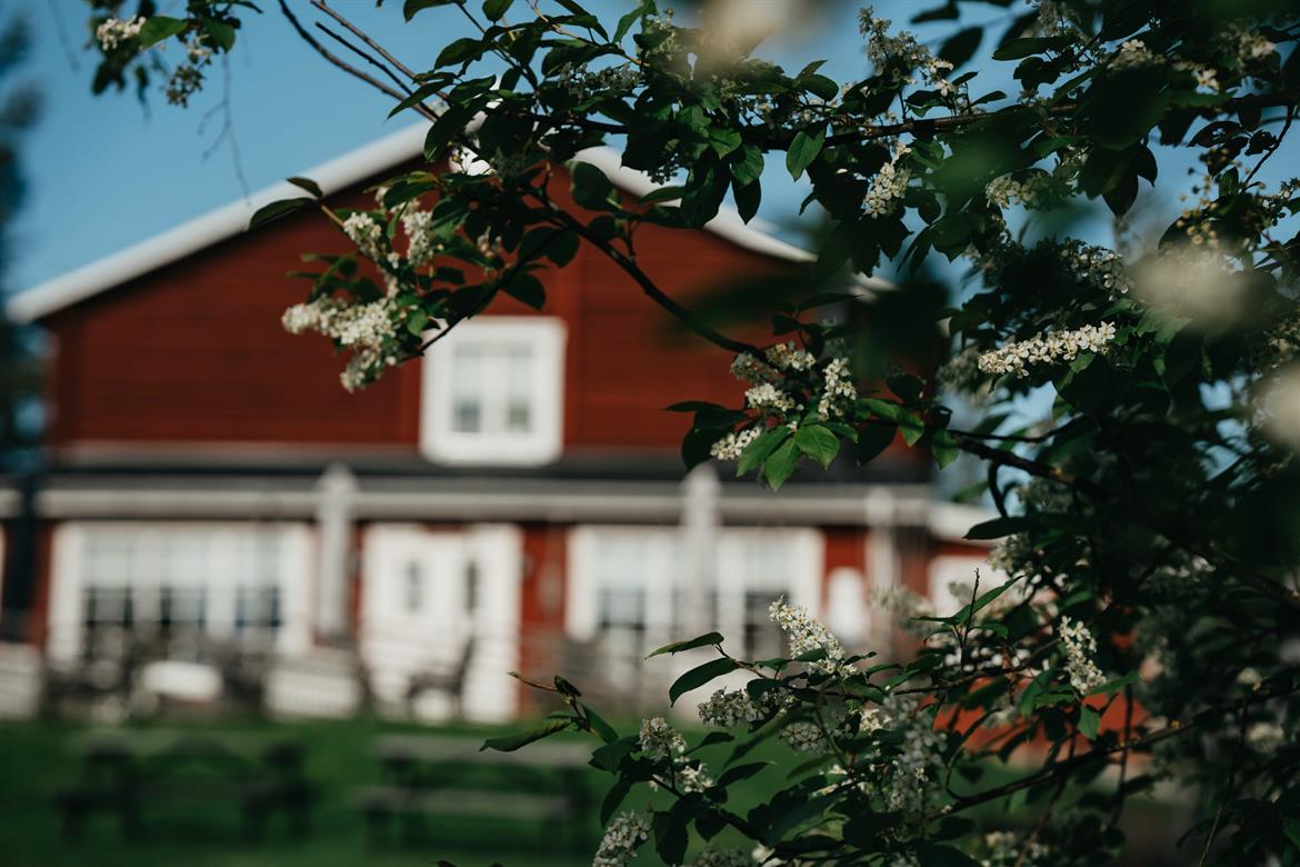 Jössgården bakom blommande Hägg