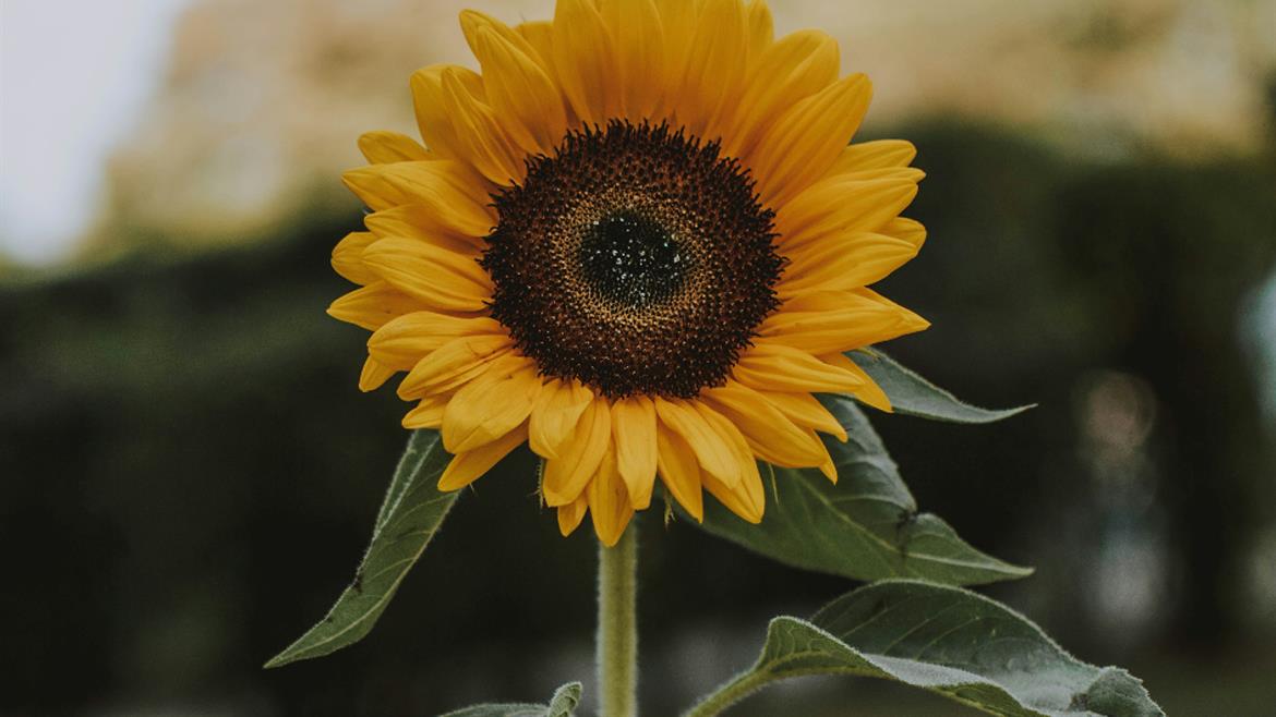 Solros