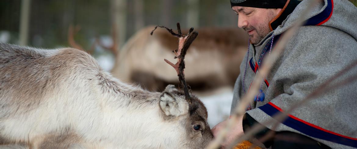 Reindeer and sami at Parfa