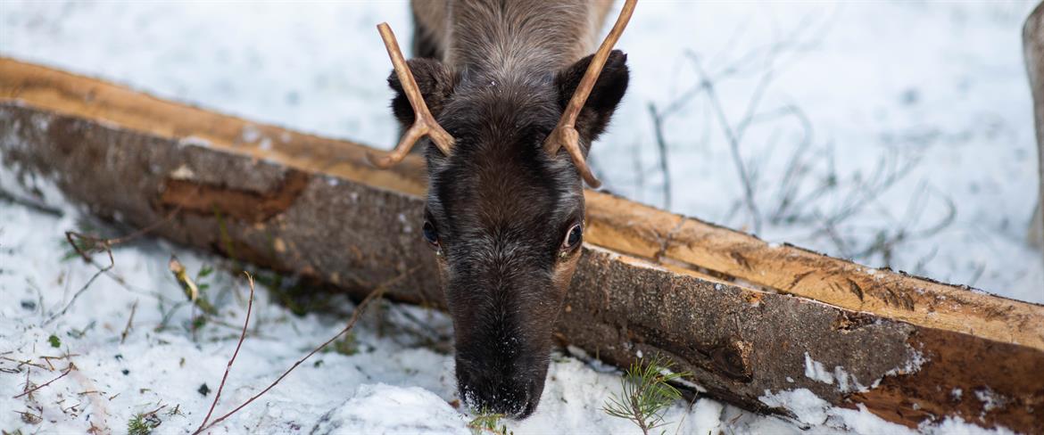 A reindeer eating 