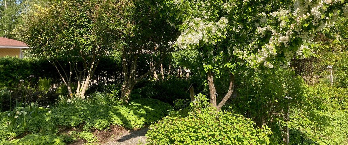 Ett av de många mindre gröna rummen i parken