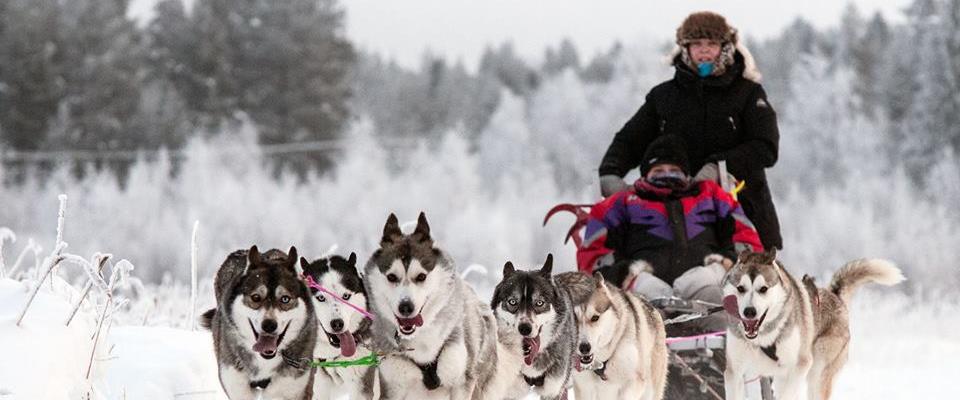 Piteå Sleddogtours