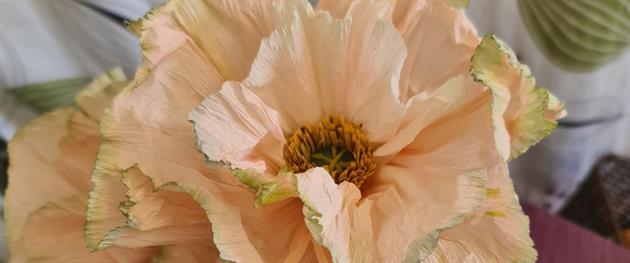 Blommor av crepe