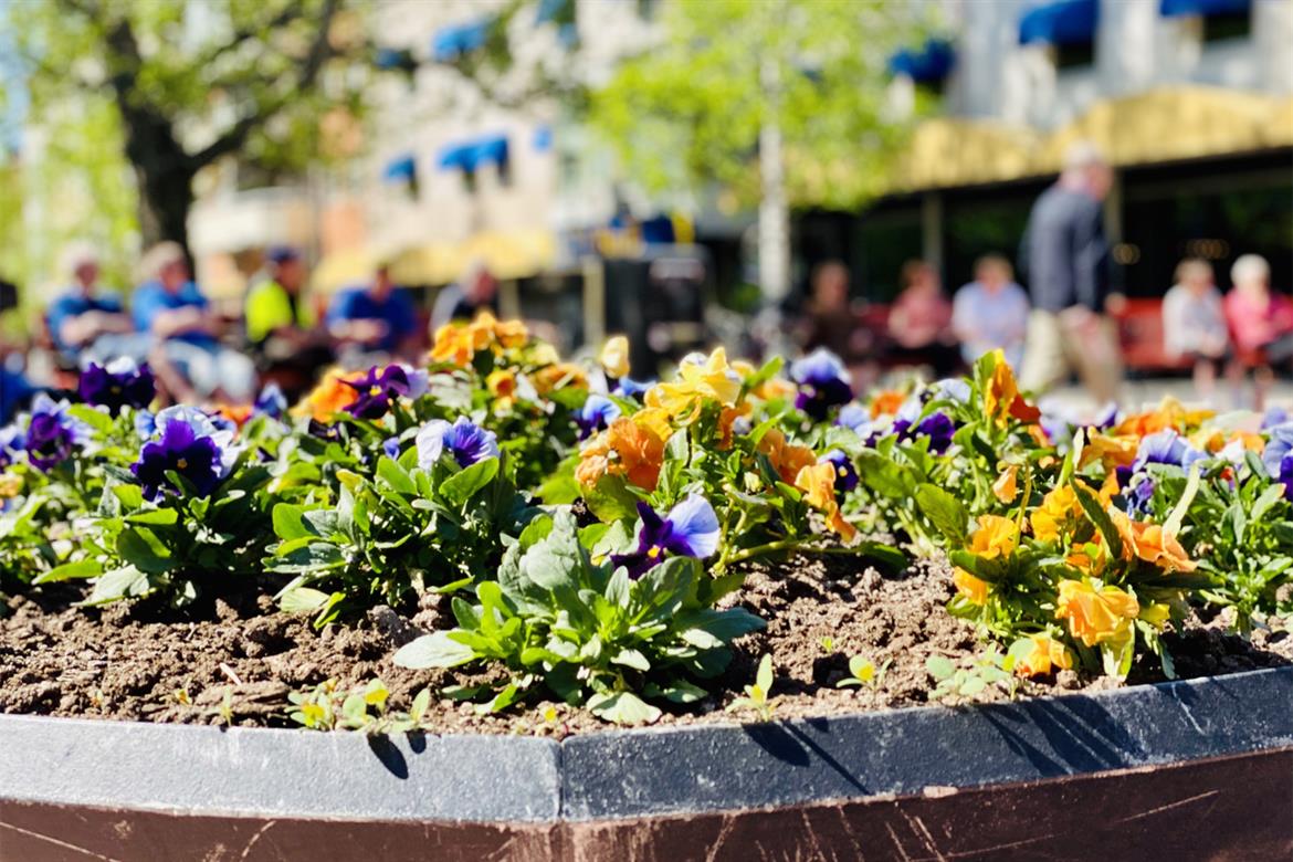 Blommor vid Byxtorget