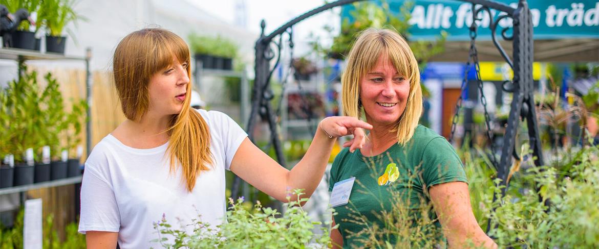 Trädgårdsplaner på Stora Nolia