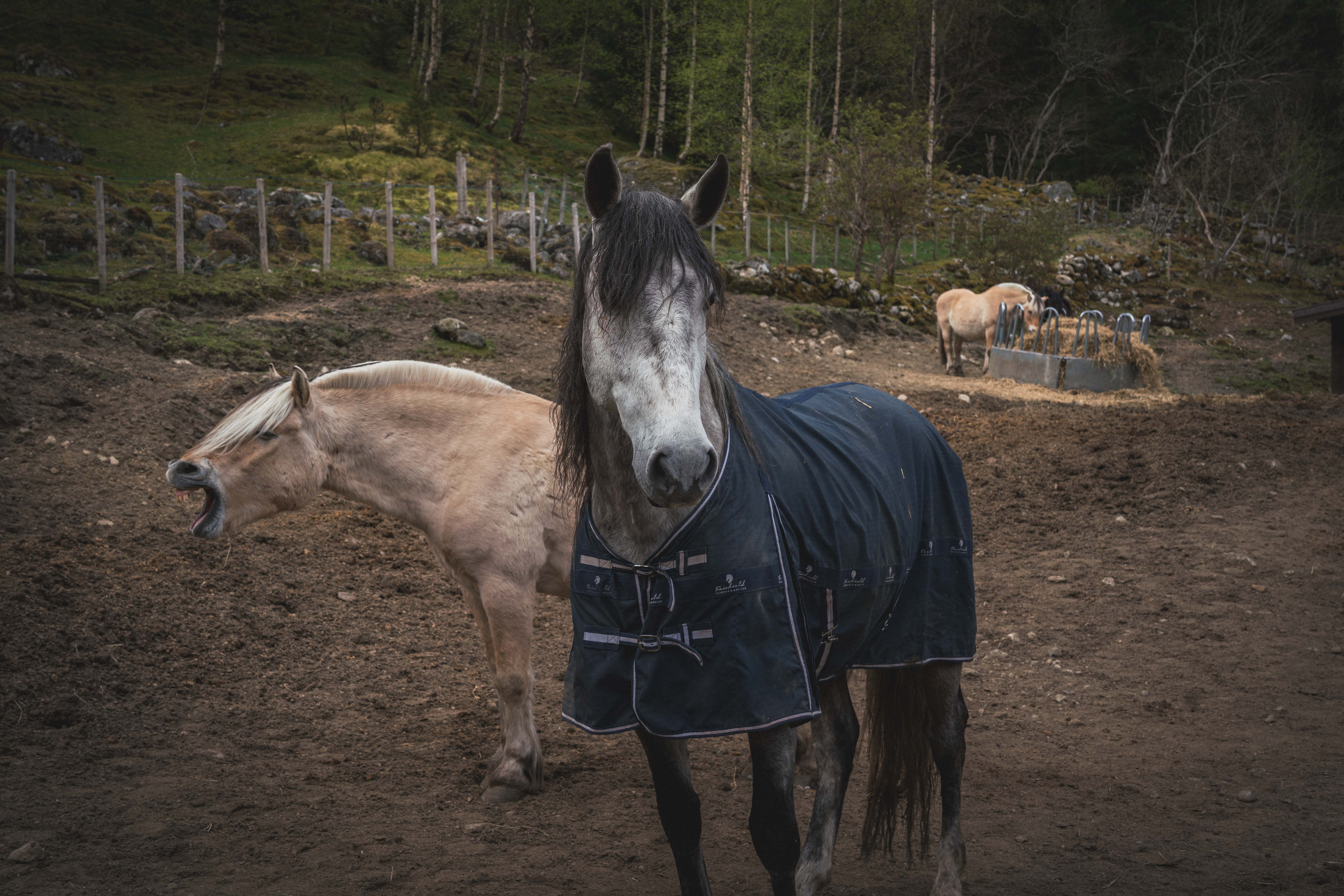 Gardsbesøk på Tråagarden i Eidfjord
