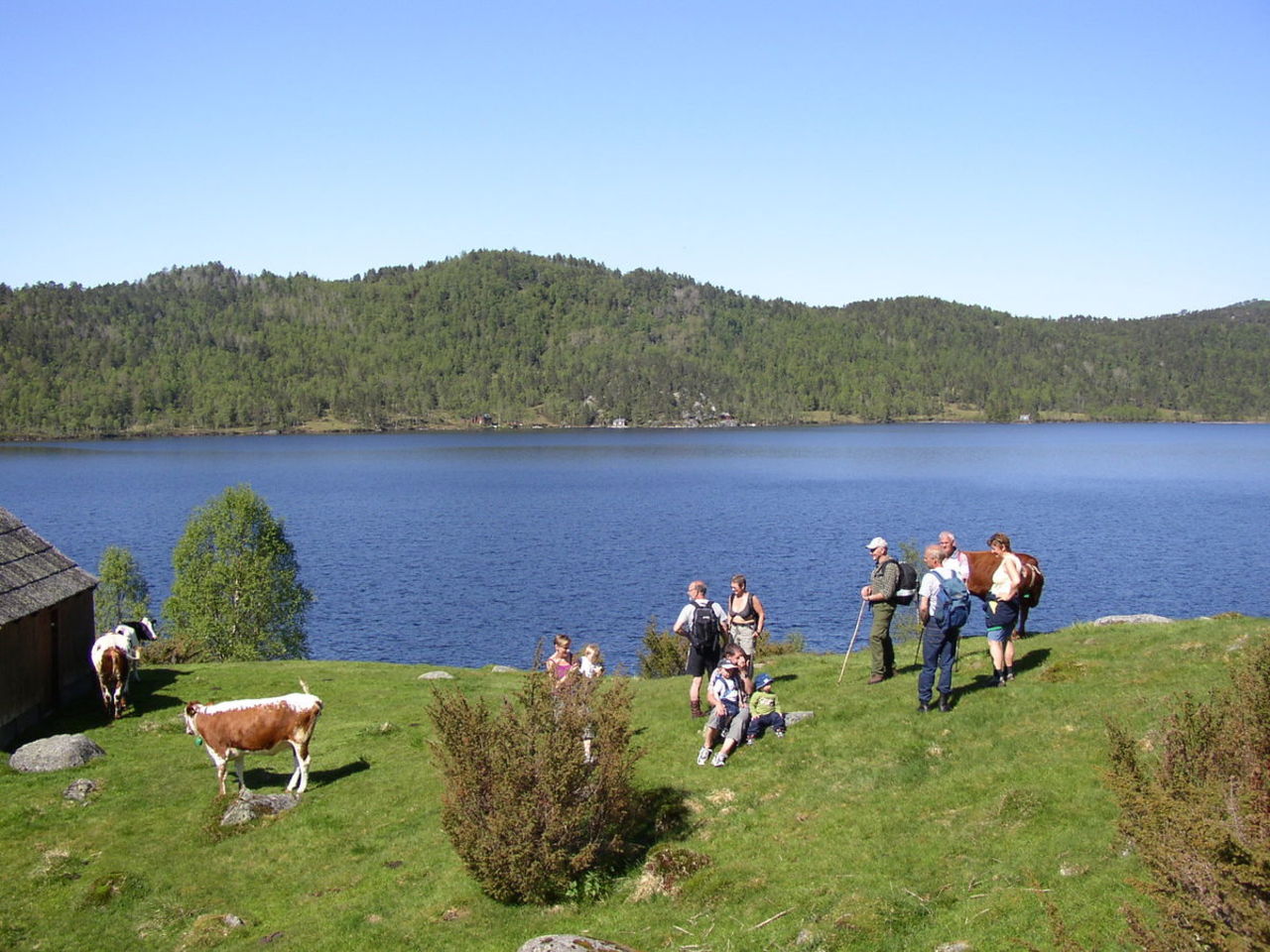 Vassenden - Dåren