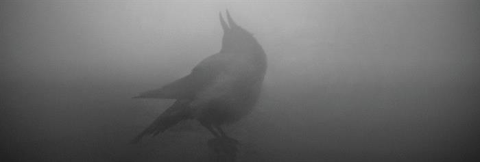 2019 Bergen International Festival