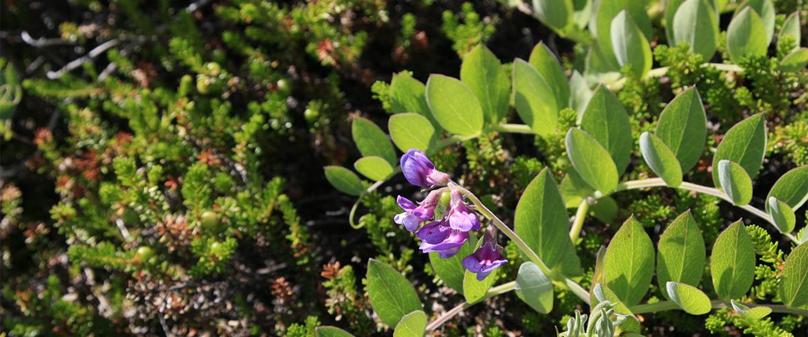 Blomma på Stenskär_SW2 1170x488