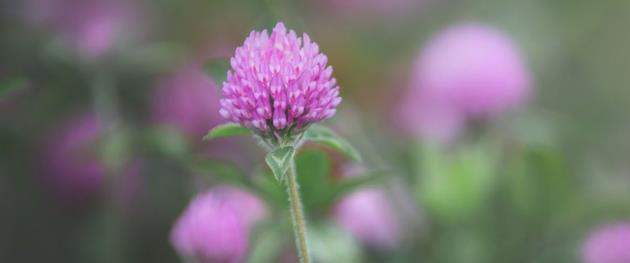 Blommor, Arkivbild