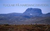 Fuglar på Hardangervidda