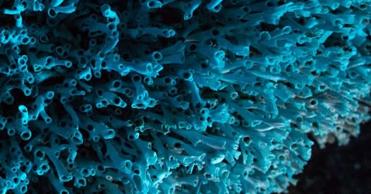 Orientering om Ytre Hardangerfjorden marine verneområde