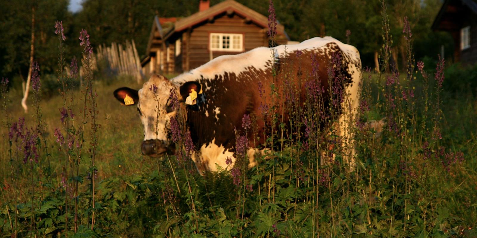 The Summer Mouintan Farm Village of Snåsa